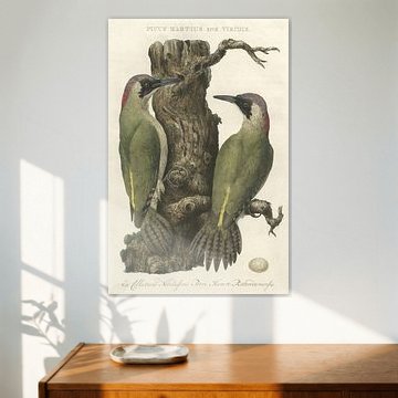 Europäischer grüner Specht, Van Nederlandsche Vogelen, Cornelis Nozeman von Teylers Museum