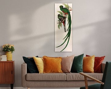 Quetzal, Trogon Respendens, John Gould sur Teylers Museum