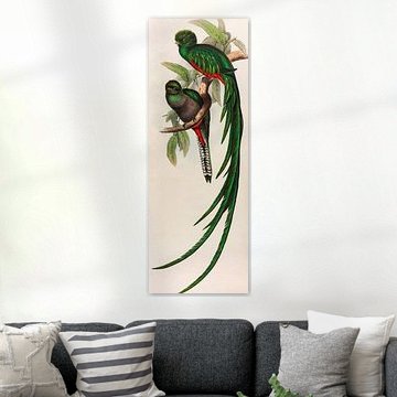 Quetzal, Trogon respends, John Gould von Teylers Museum