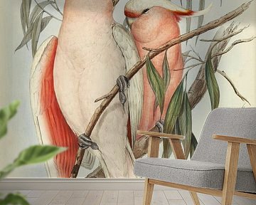 Pink breast cockatoo, John Gould by Teylers Museum