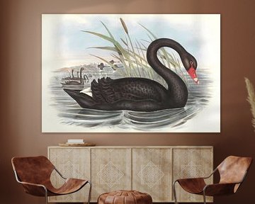 Black Swan, John Gould by Teylers Museum