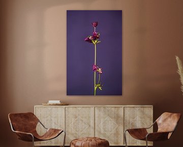 Don't Let Your Flower Hanging (purple) van michel meppelink