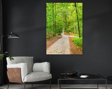 Chemin forestier le long d'arbres aux feuilles vertes et fraîches, un jour de printemps. sur Alex Winter