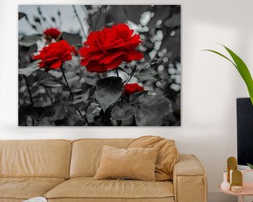 Red rose flowers by Mariusz Jandy