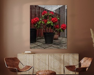Fleurs de rhododendron sur Mariusz Jandy