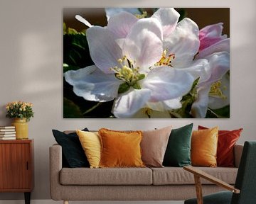 Close-up of white apple blossom. van Ans van Heck