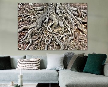 Roots of an old copper beech (Fagus sylvatica) by Heiko Kueverling