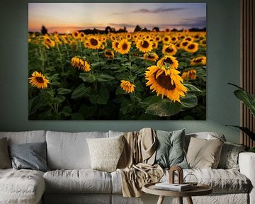 Sunflower field at sunset by Sergej Nickel
