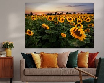 Sonnenblumenfeld beim Sonnenuntergang von Sergej Nickel