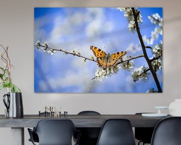 Papillon sur des fleurs de prunelle sur Jürgen Schmittdiel Photography