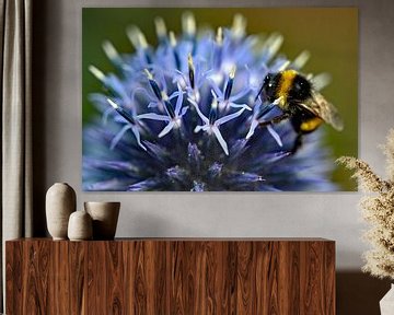 Bumble bee on ball thistle by Vrije Vlinder Fotografie