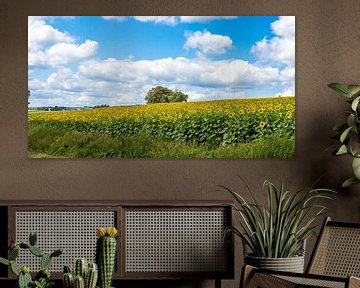 sunflower field in Luxembourg by John Ouds