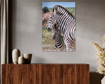 Jeune zèbre avec sa mère, parc national d'Etosha, Namibie.