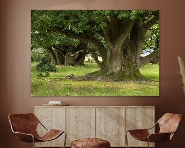Old oak trees by Art Wittingen