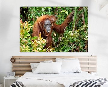 Un orang-outan avec son petit dans la forêt tropicale.