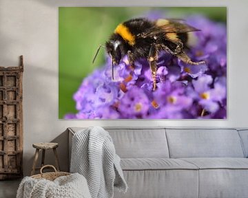 Hommel op paarse vlinderstruik van Shutterbalance