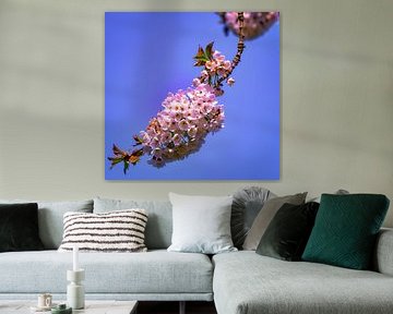 Zweig der Blüte von Bart Verdijk