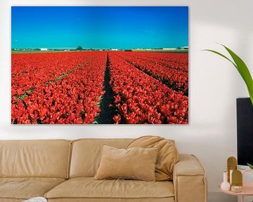 Rood tulpenveld in Nederlands veld van Bart Verdijk