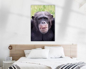 Schimpansen von Edwin Butter