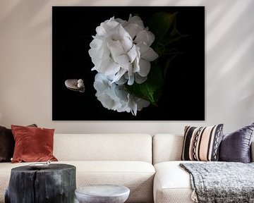 White hydrangea with shell against black background by Birdy May