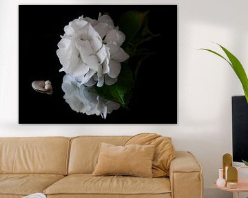Witte hortensia met schelp tegen zwarte achtergrond