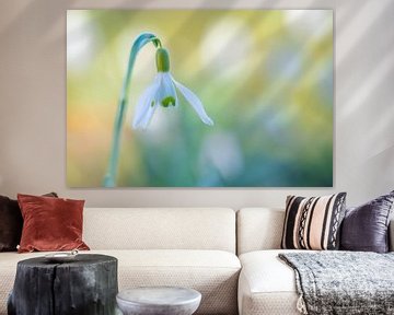 Snowdrop by Mark Dankers