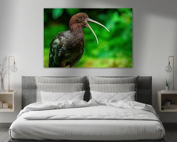 Puna Ibis - Plegadis ridgwayi