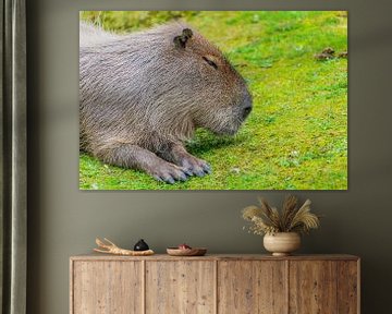 Capybara - Hydrochaeris hydrochaeris