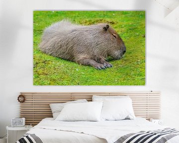 Capybara - Hydrochaeris hydrochaeris sur Rob Smit
