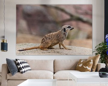 Erdmännchen - Suricata suricatta