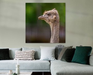 The Ostrich - Struthio camelus
