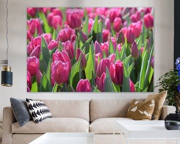 Nederlandse tulpen van Eva Fontijn