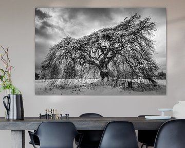 Scots beech in winter by Jürgen Schmittdiel Photography