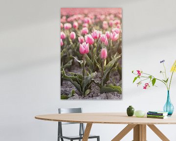 Hollandse Tulpen van Eva Fontijn