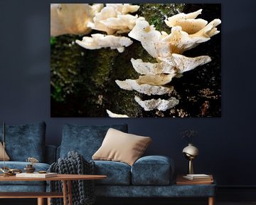 Meerdere witte paddenstoelen van Gerard de Zwaan