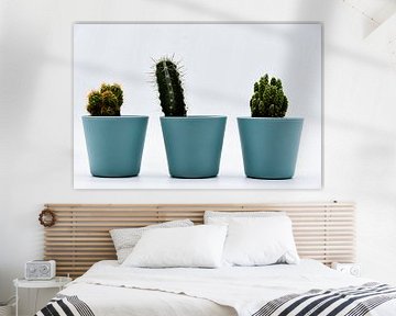 Drie verschillende soorten cactussen in pastelkleurige potten van David Esser