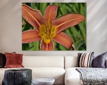 Lilies in orange by Timon Schneider