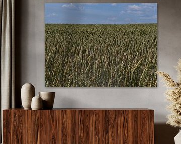 Wheat to the horizon by Timon Schneider