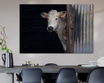 De koe die kijkt van reivilo fotografie