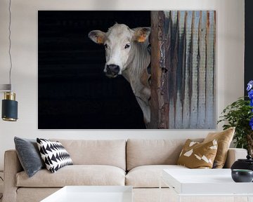De koe die kijkt van reivilo fotografie