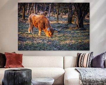 Grazers Veluwe by denk web