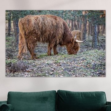Weidevieh Veluwe von denk web