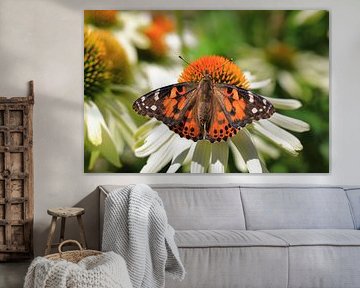 Painted Lady by Dieter Fischer