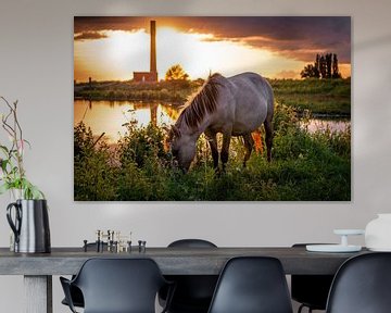 Konik-Pferd in der Abendsonne von Robin Pics (verliefd op Utrecht)