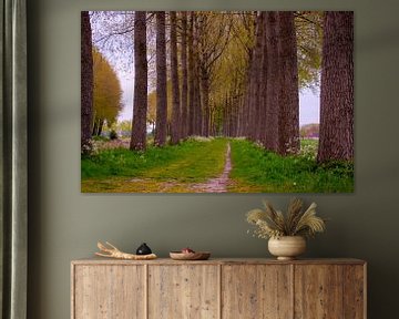 Chemin piétonnier entre les rangées d'arbres à Sint-Laureins (Belgique)