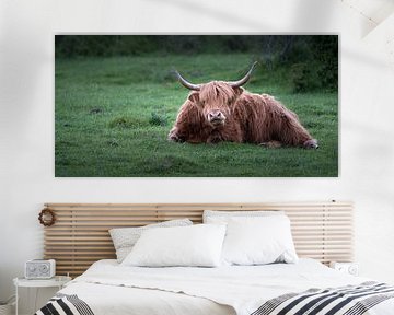 Highland koe met horens van Jonas Weinitschke