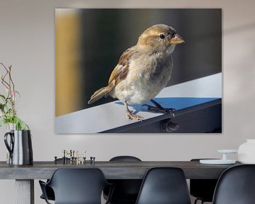 Sparrow, perched on my balcony by Andre Brands