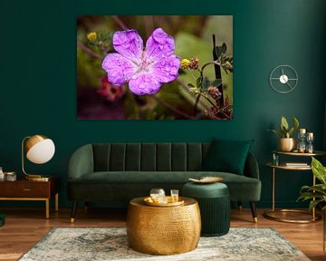 Geranium by Rob Boon