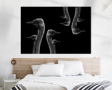 Struisvogels aan de muur