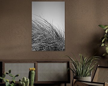 Dune grass by Vanessa D.